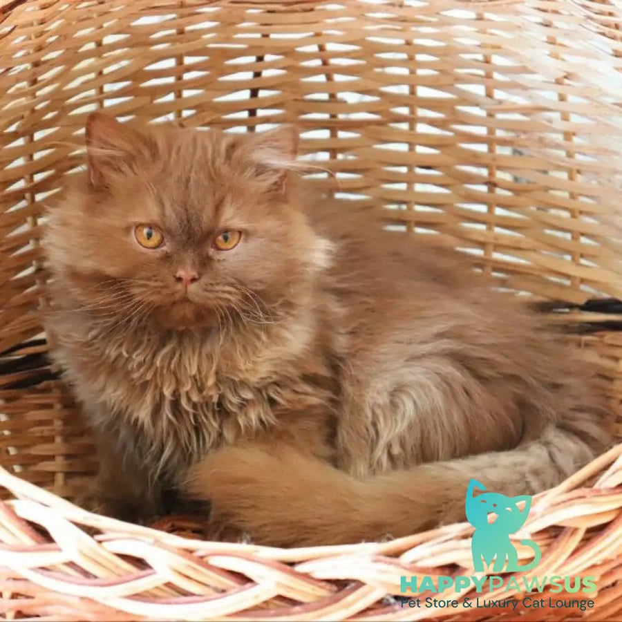 Dallas British Longhair male cinnamon - live animals