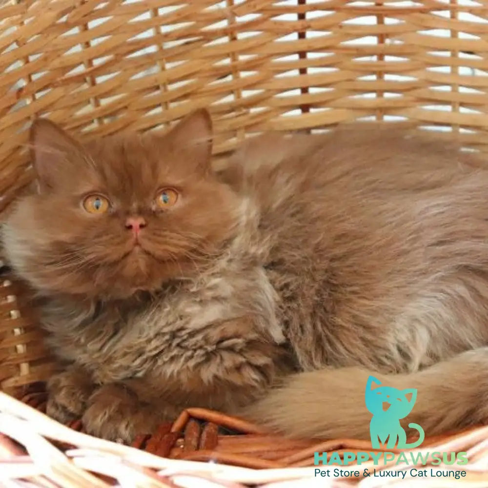 Dallas British Longhair male cinnamon - live animals