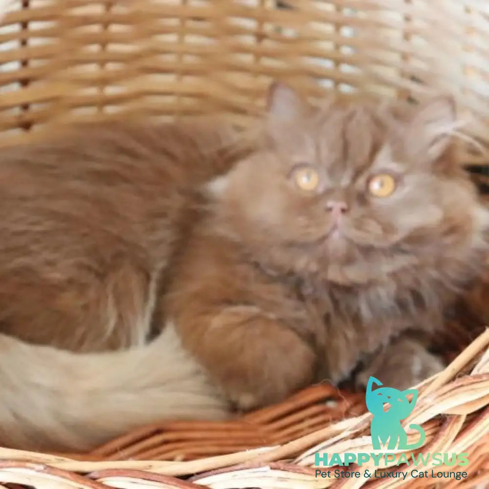 Dallas British Longhair male cinnamon - live animals
