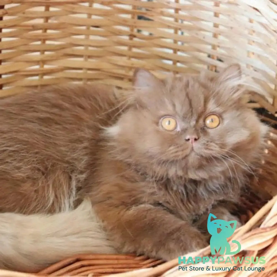 Dallas British Longhair male cinnamon - live animals