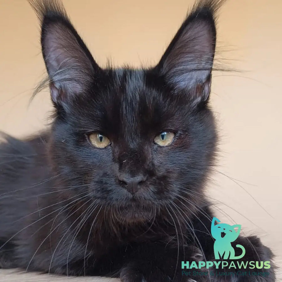 Dallas Maine Coon male black - live animals