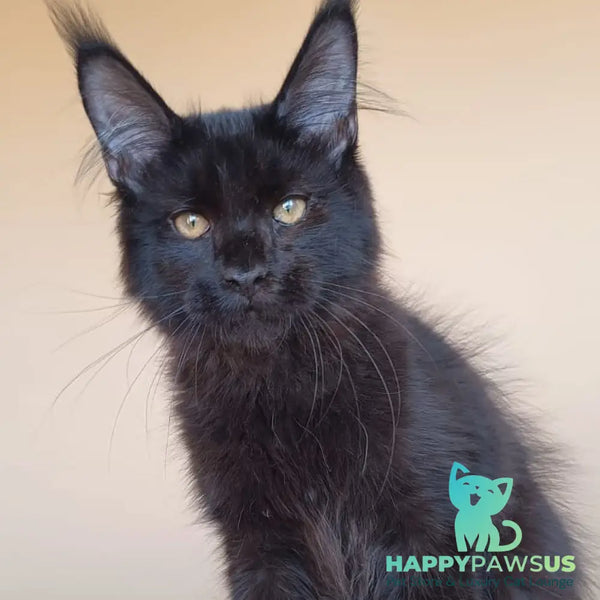 Dallas Maine Coon male black - live animals