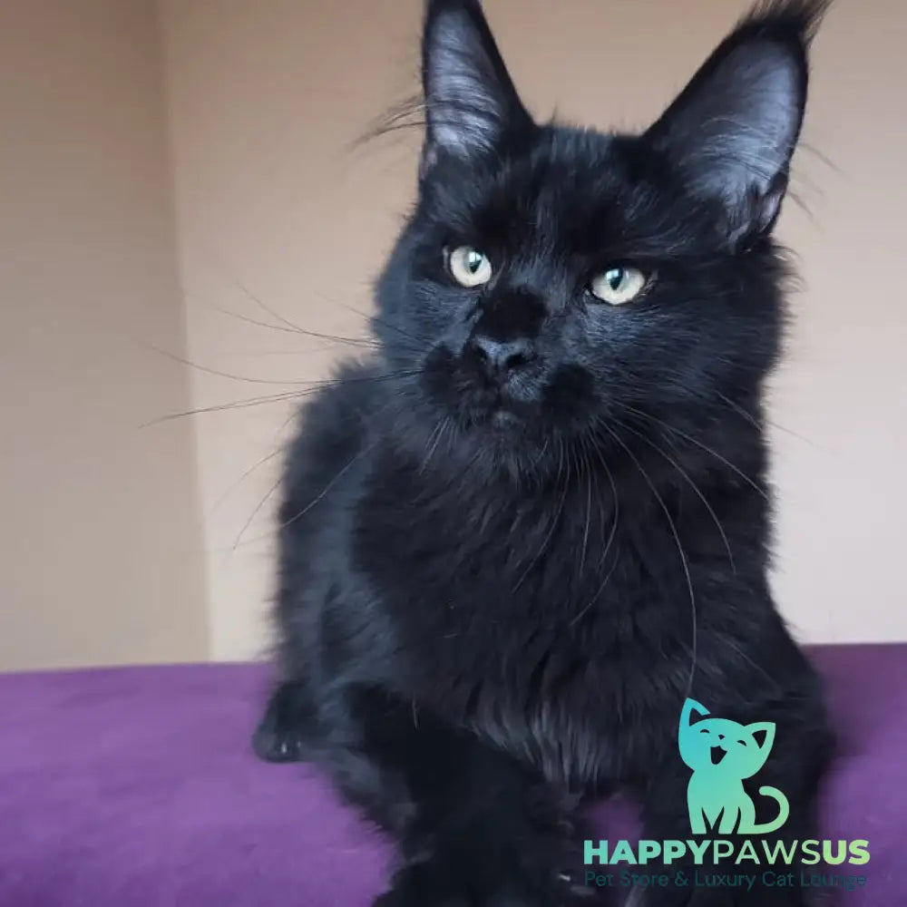 Dallas Maine Coon male black - live animals