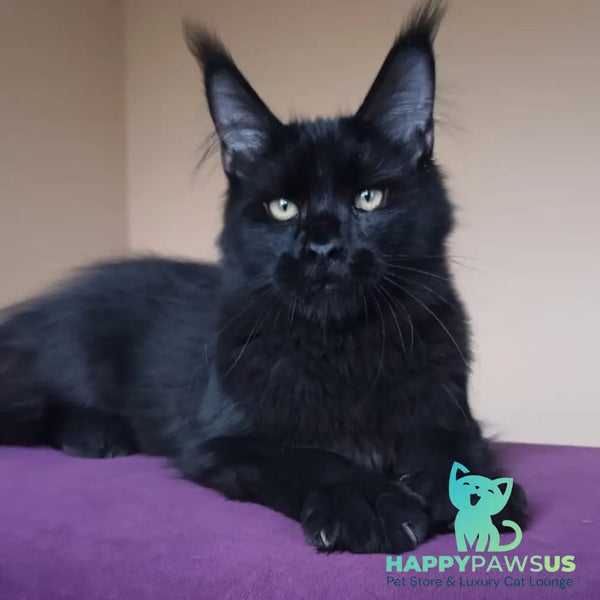 Dallas Maine Coon male black - live animals