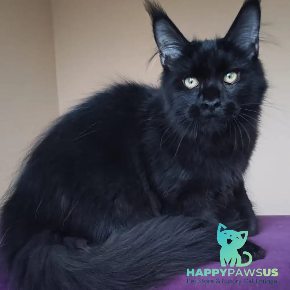 Dallas Maine Coon male black - live animals