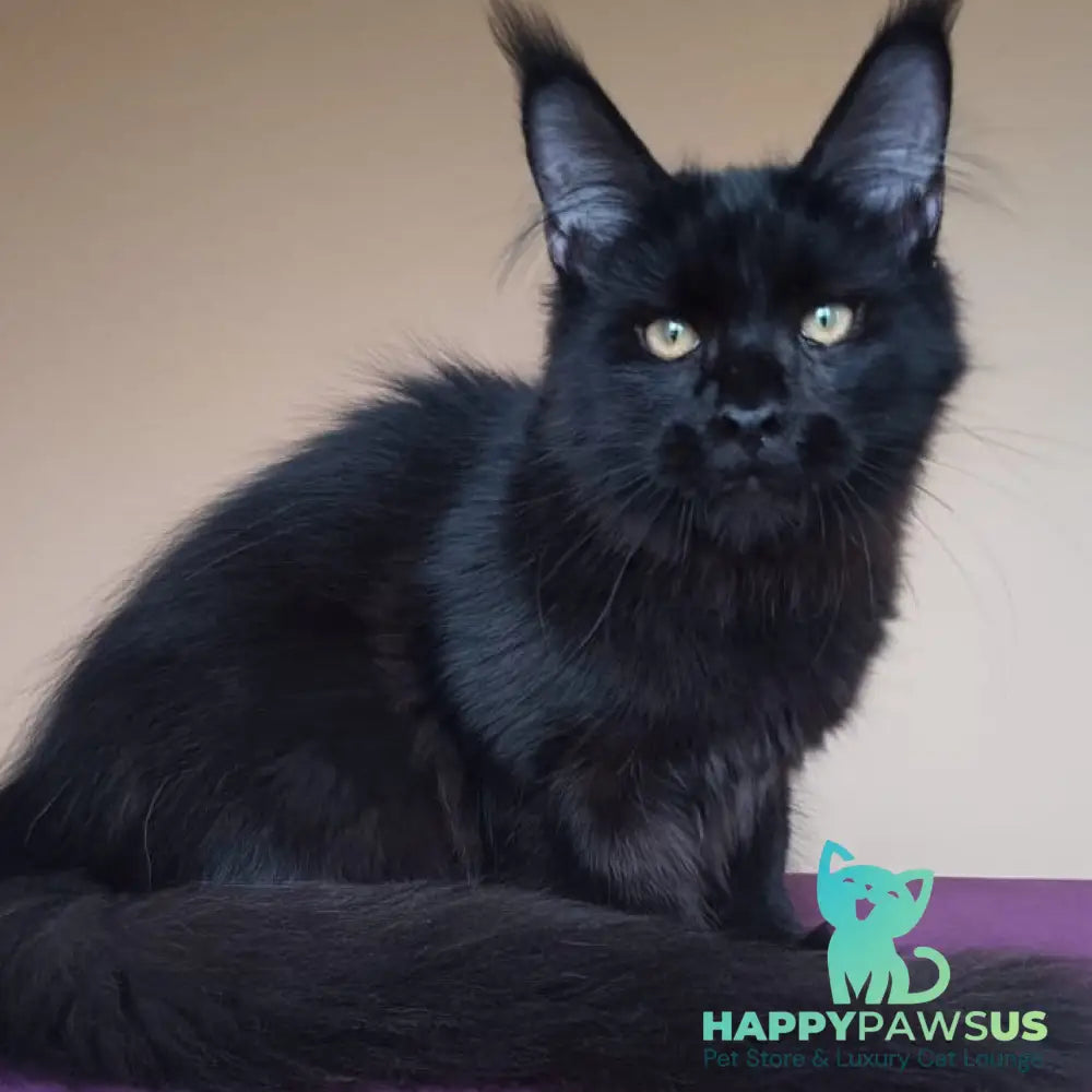 Dallas Maine Coon male black - live animals