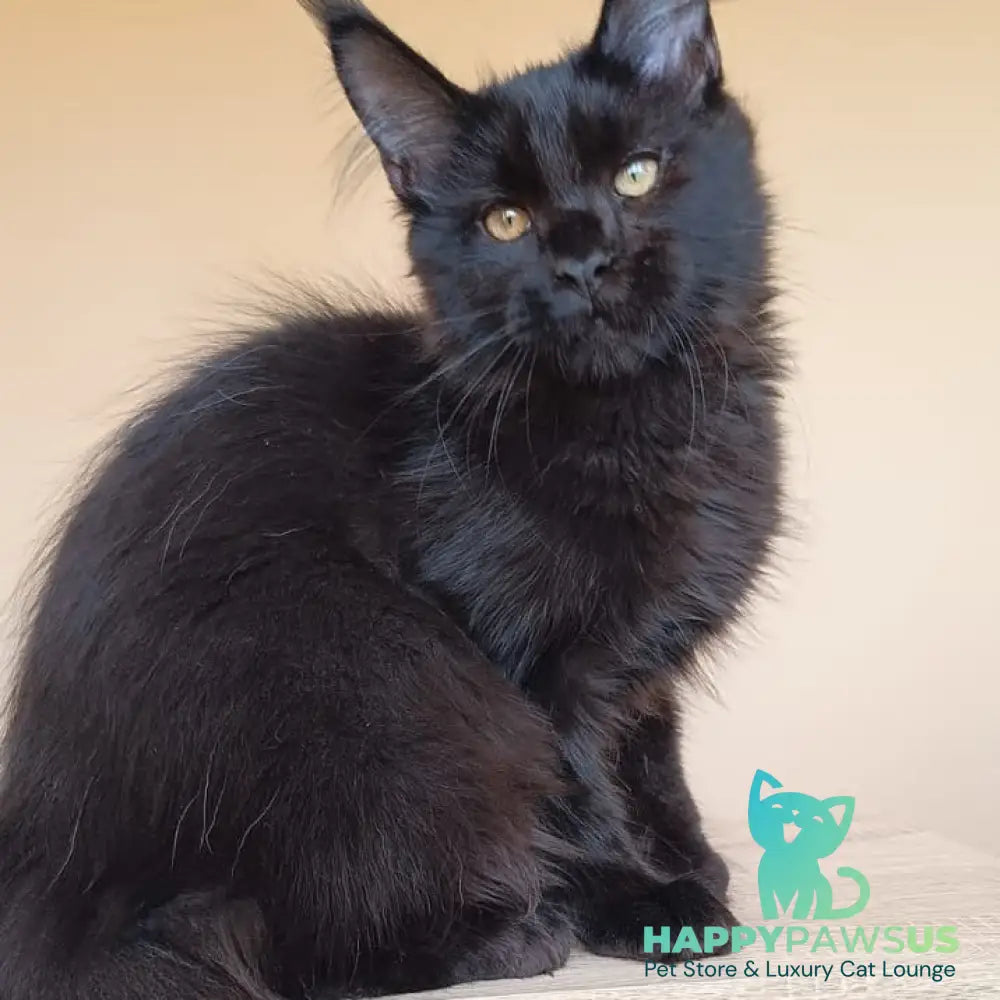 Dallas Maine Coon male black - live animals