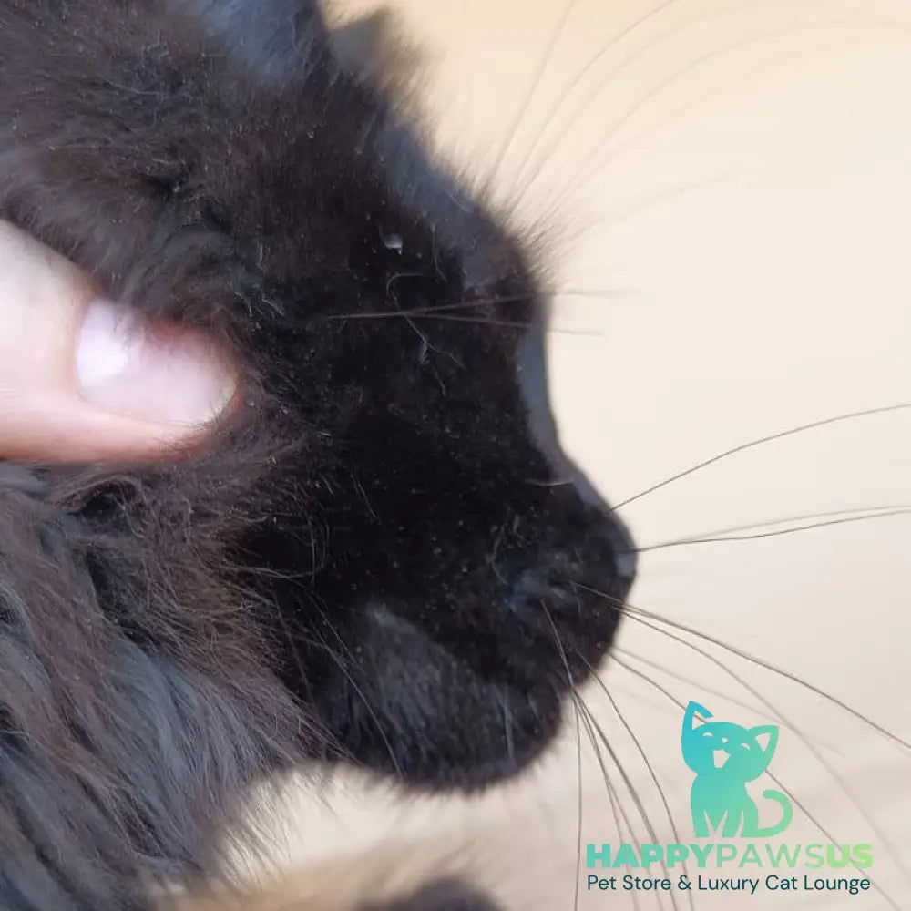 Dallas Maine Coon male black - live animals