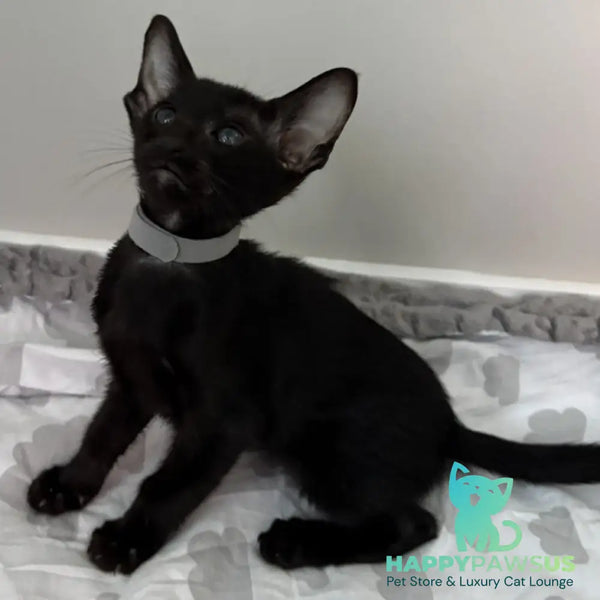 Dallas Oriental Shorthair male black - live animals