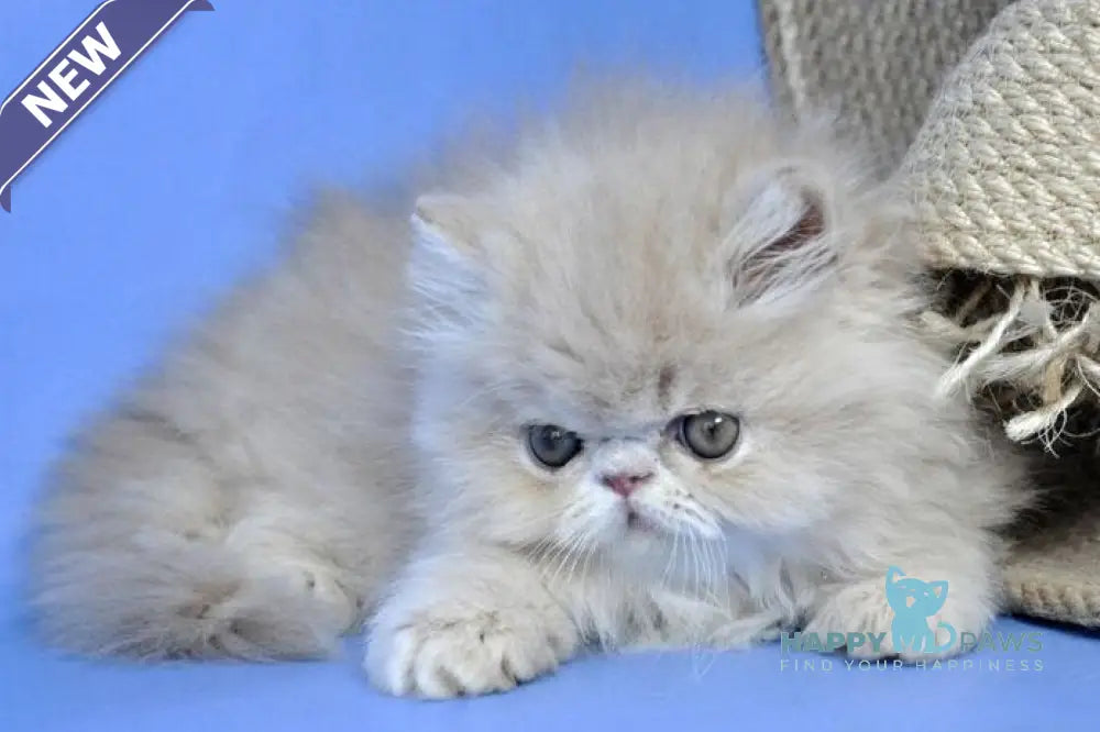 Dallas Persian male cream tabby live animals