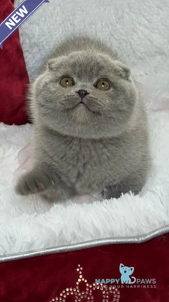 Dallas Scottish Fold male blue live animals