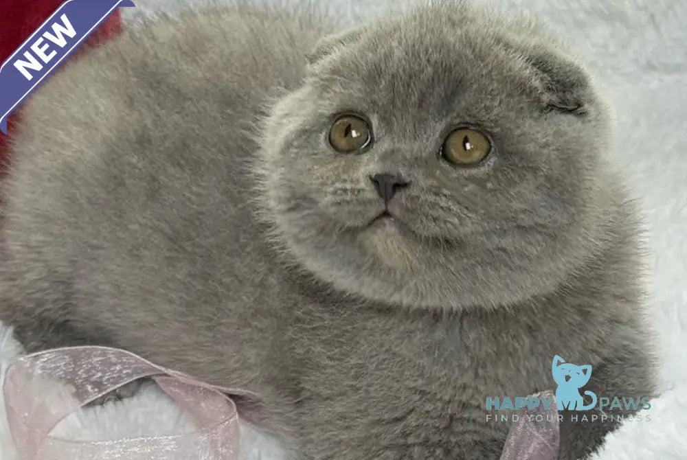 Dallas Scottish Fold male blue live animals