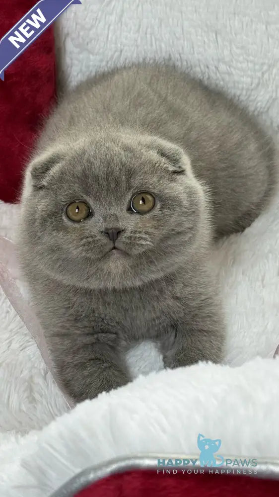 Dallas Scottish Fold male blue live animals