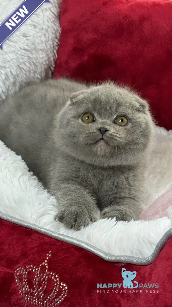 Dallas Scottish Fold male blue live animals