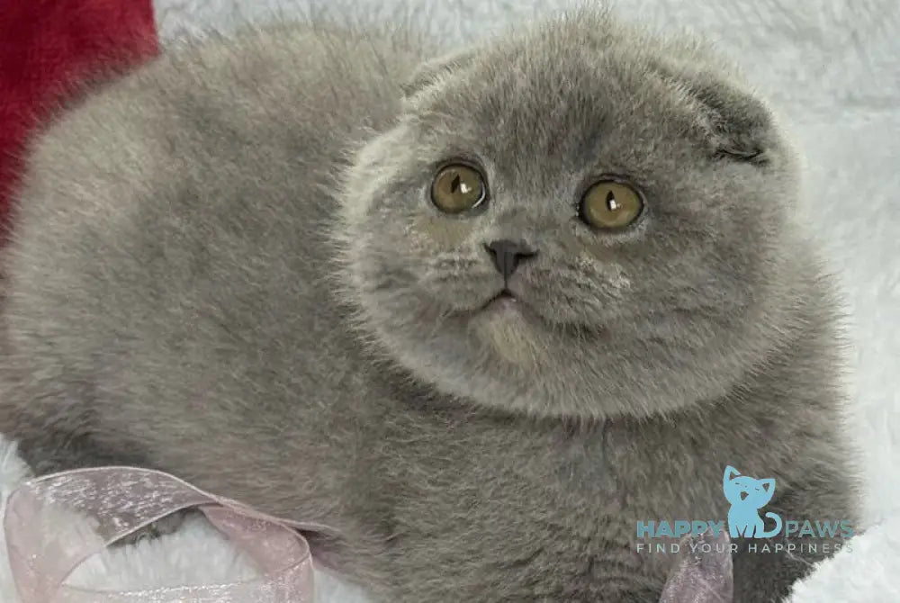 Dallas Scottish Fold male blue live animals