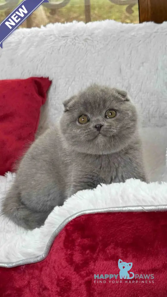 Dallas Scottish Fold male blue live animals