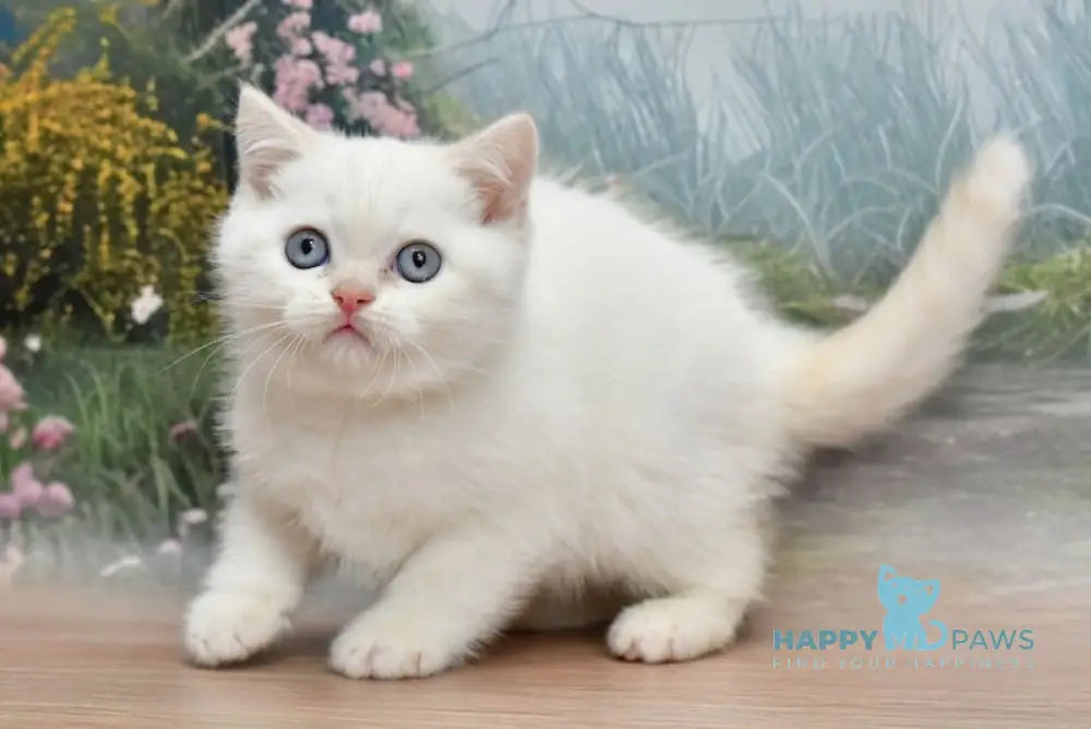 Dallas Scottish Straight male cream pointed live animals
