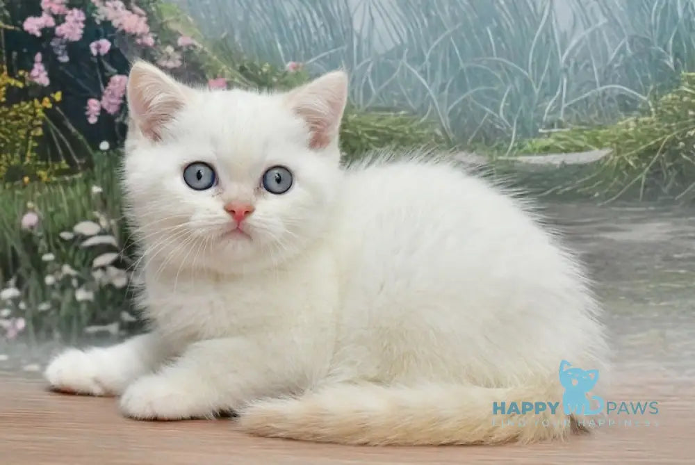 Dallas Scottish Straight male cream pointed live animals