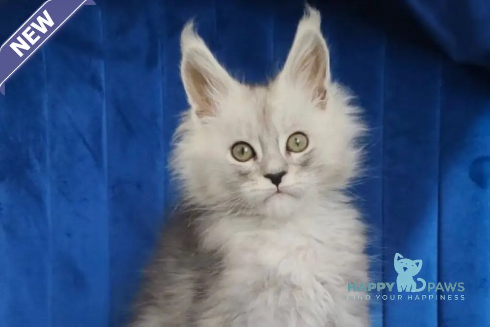 Daman Maine Coon male black blue tabby live animals