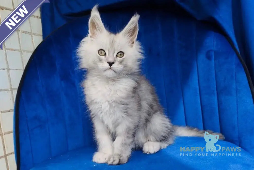Daman Maine Coon male black blue tabby live animals