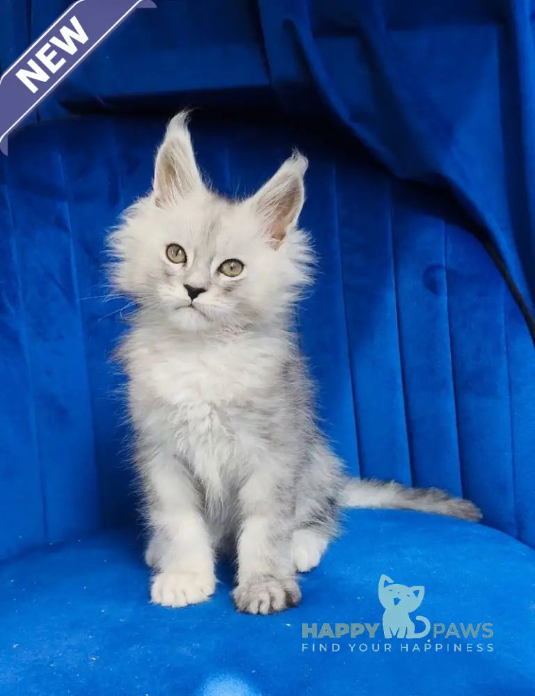 Daman Maine Coon male black blue tabby live animals