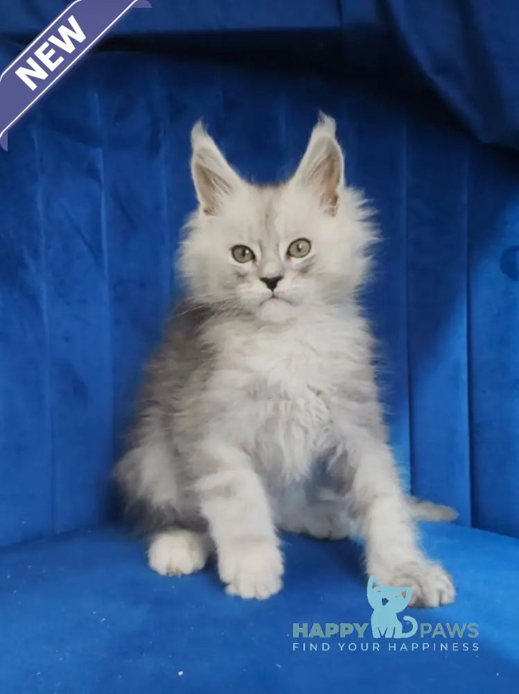 Daman Maine Coon male black blue tabby live animals