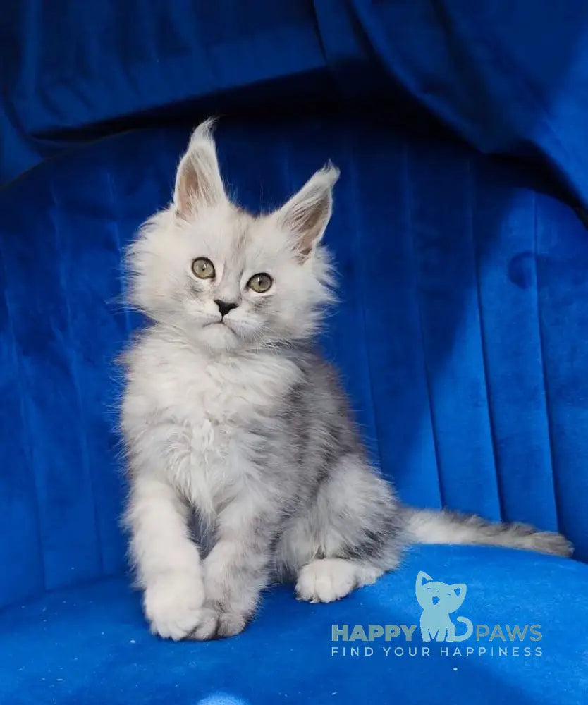 Daman Maine Coon male black blue tabby live animals