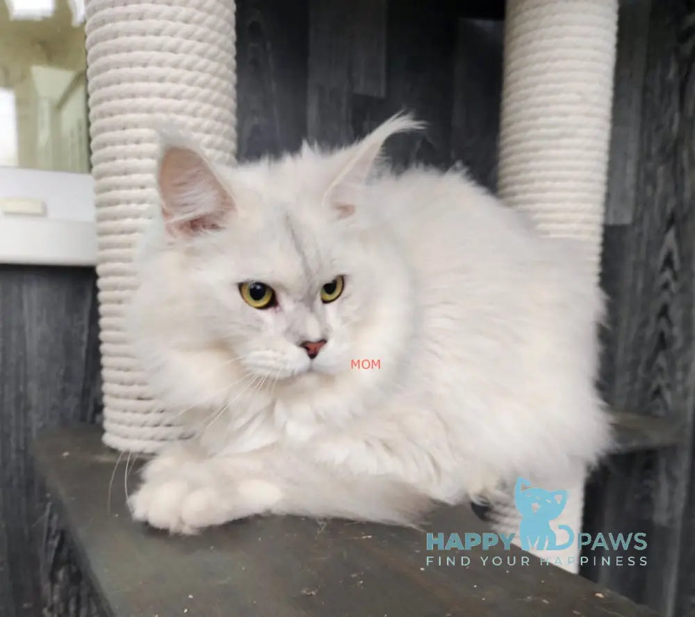 Daman Maine Coon male silver shaded smoke live animals