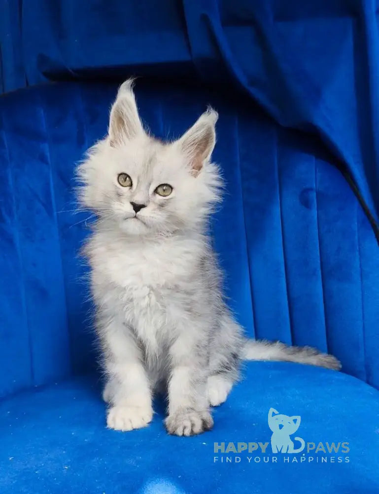 Daman Maine Coon male black blue tabby live animals
