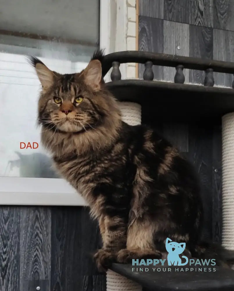 Daman Maine Coon male silver shaded smoke live animals