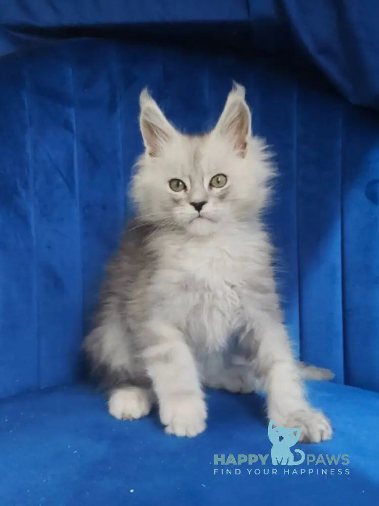 Daman Maine Coon male black blue tabby live animals