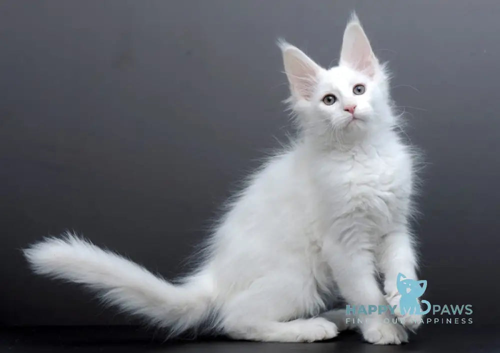 Damian Maine Coon male white live animals