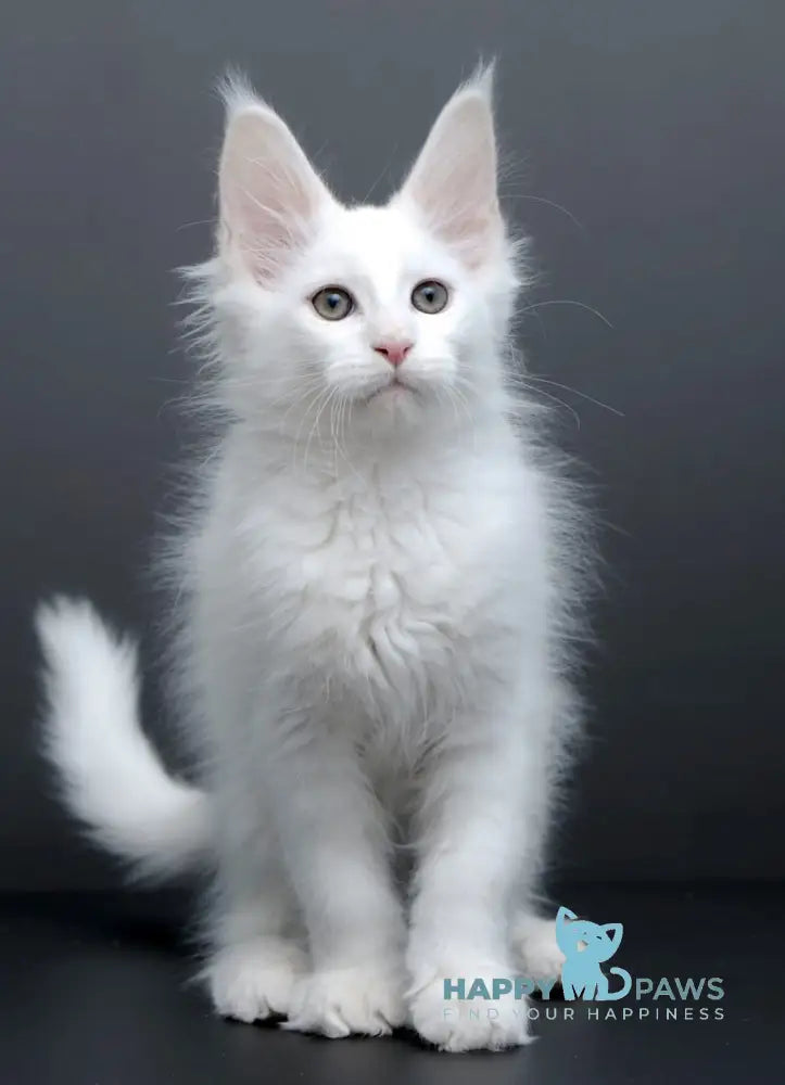 Damian Maine Coon male white live animals