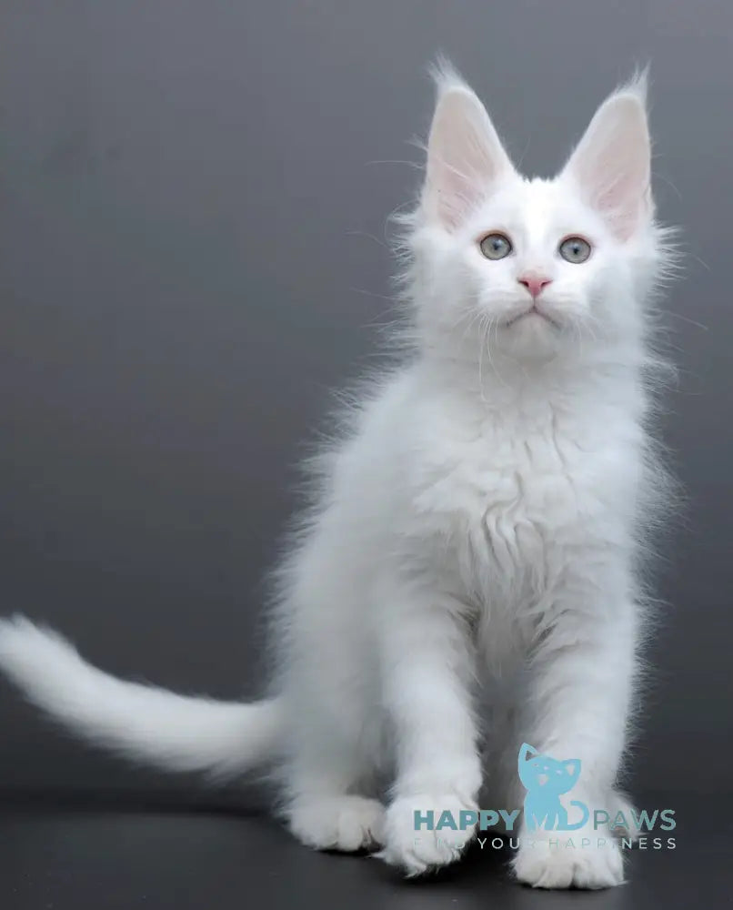 Damian Maine Coon male white live animals