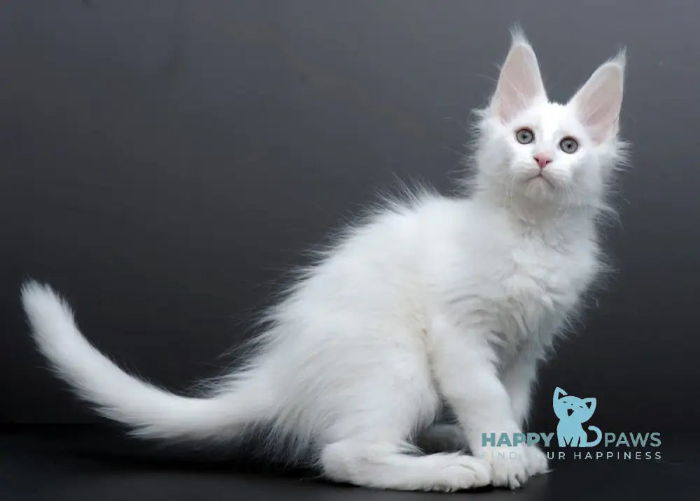 Damian Maine Coon male white live animals