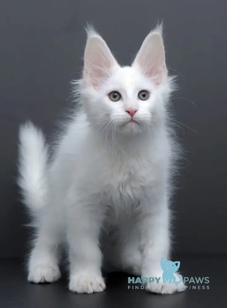 Damian Maine Coon male white live animals