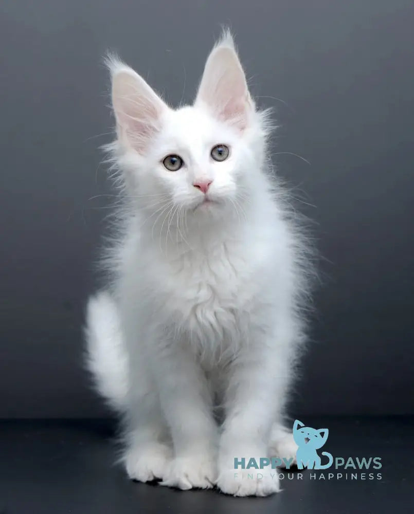 Damian Maine Coon male white live animals
