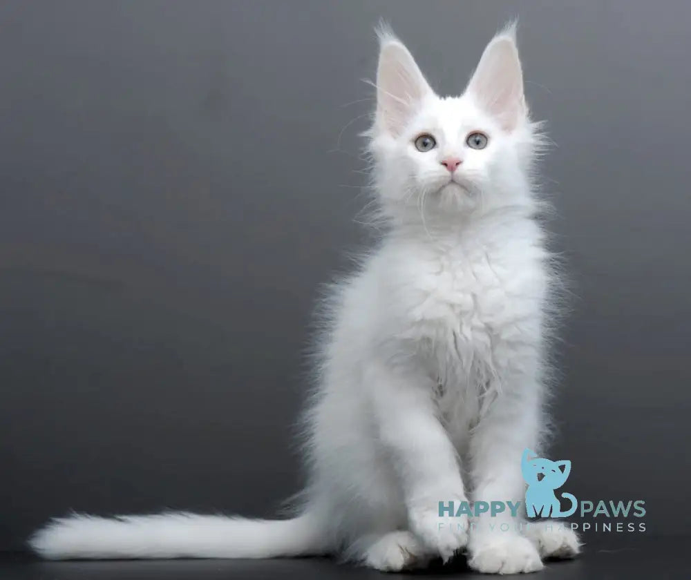 Damian Maine Coon male white live animals