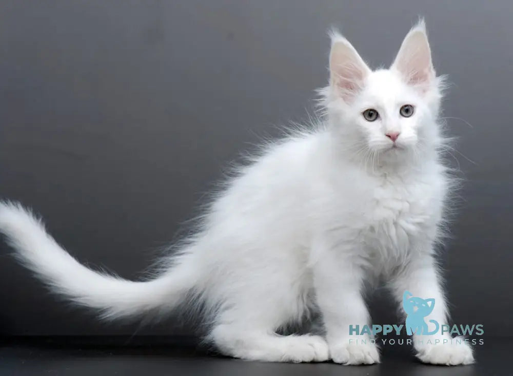 Damian Maine Coon male white live animals