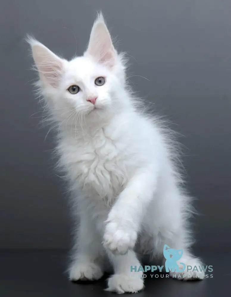 Damian Maine Coon male white live animals