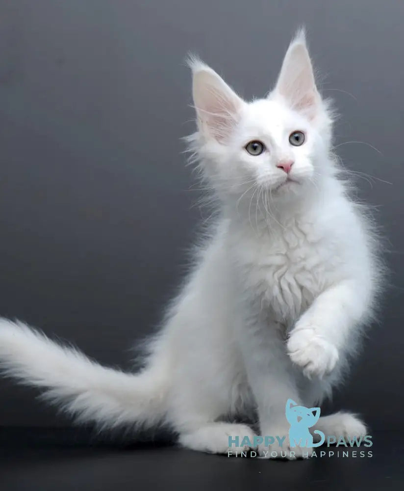 Damian Maine Coon male white live animals