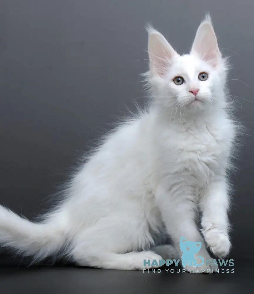 Damian Maine Coon male white live animals