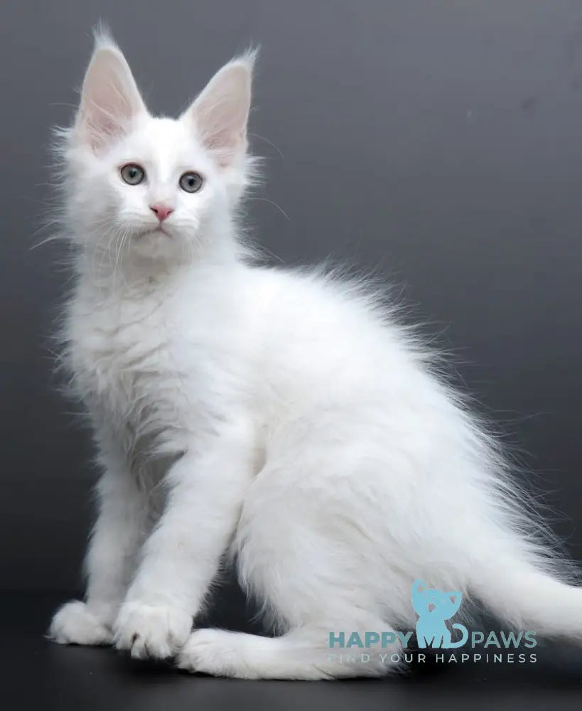 Damian Maine Coon male white live animals