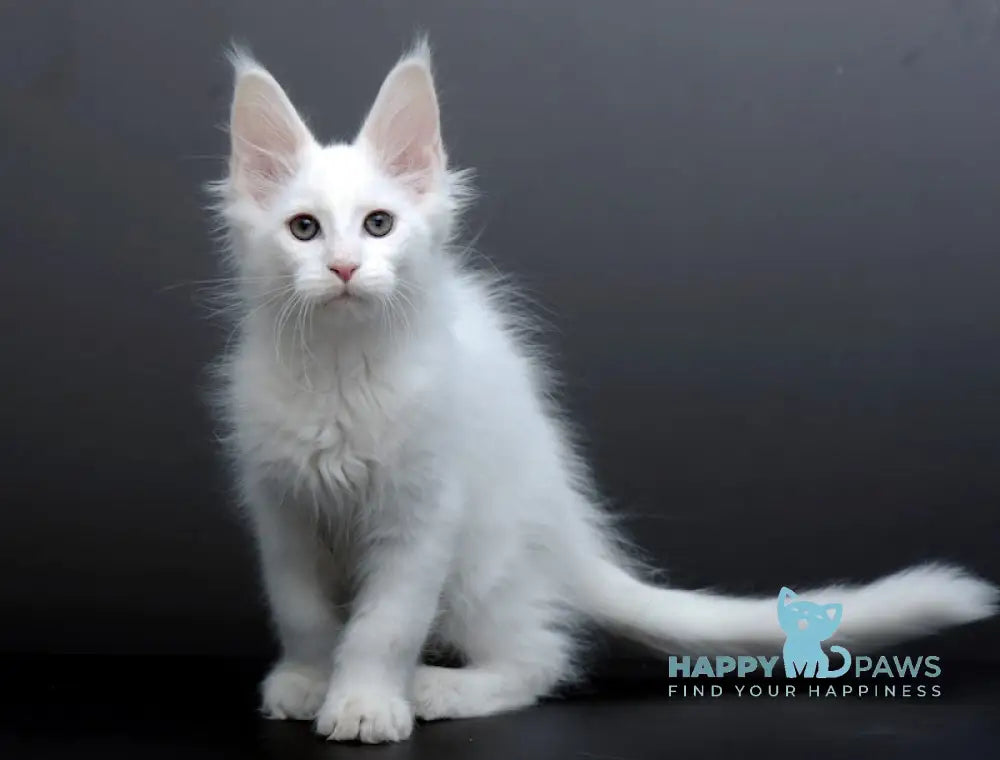 Damian Maine Coon male white live animals