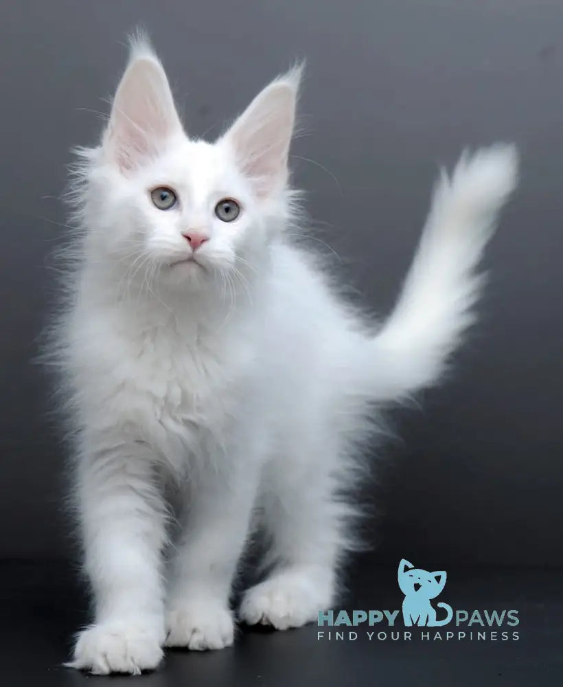 Damian Maine Coon male white live animals