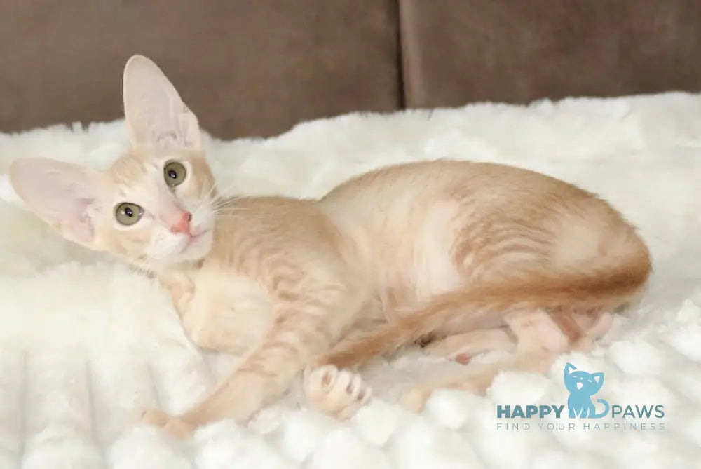Damian Oriental Shorthair male cream live animals