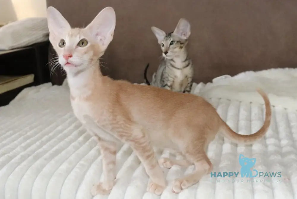 Damian Oriental Shorthair male cream live animals