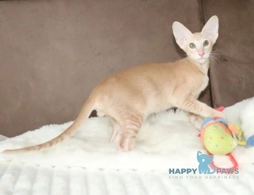 Damian Oriental Shorthair male cream live animals