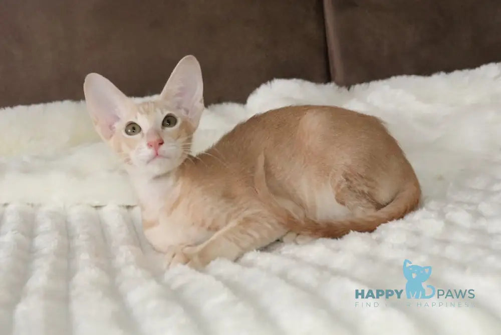 Damian Oriental Shorthair male cream live animals