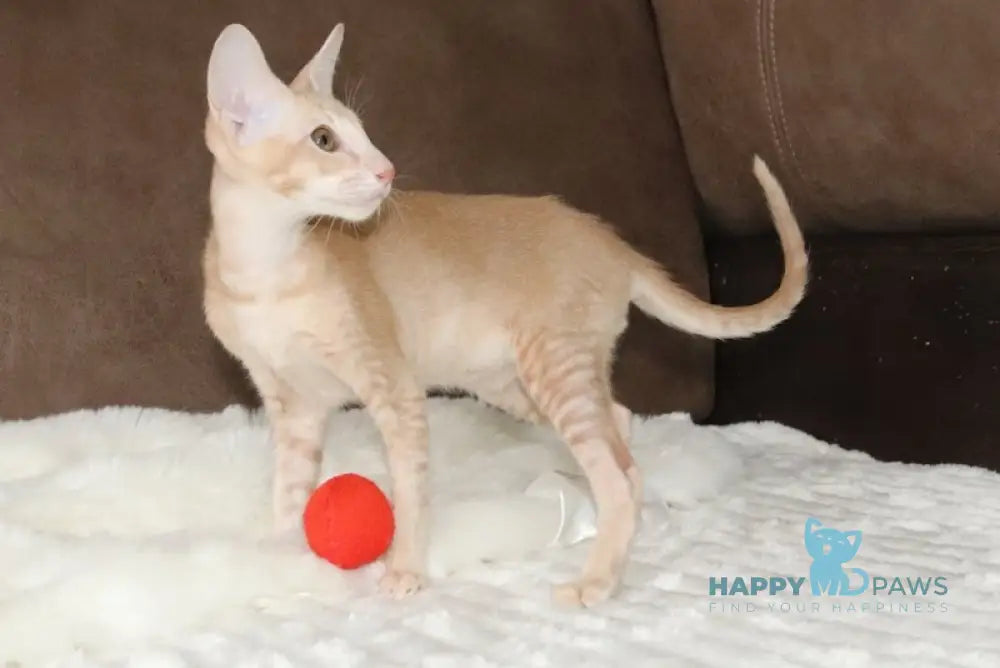 Damian Oriental Shorthair male cream live animals